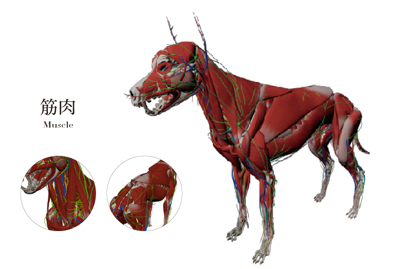 犬の筋肉図