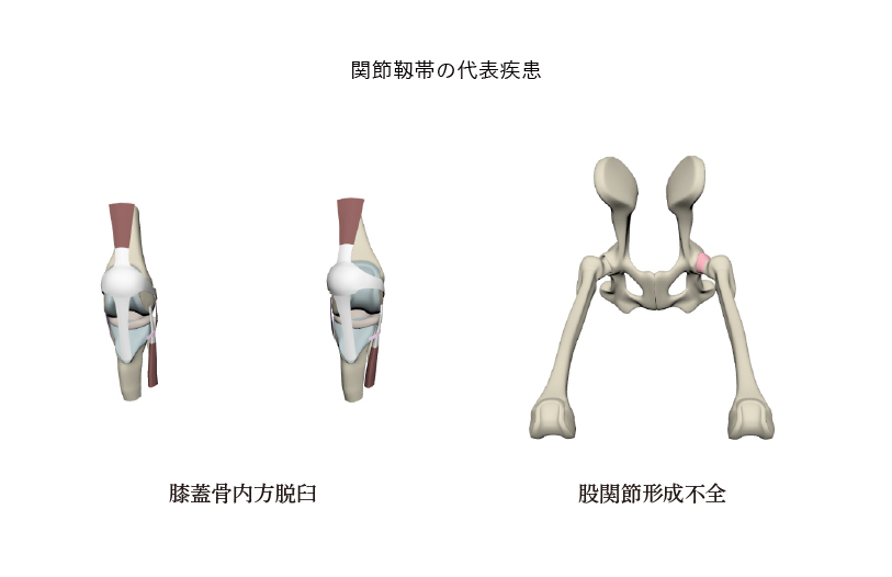 関節靱帯