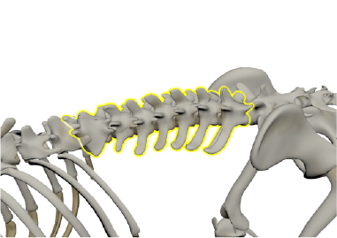 犬の腰椎